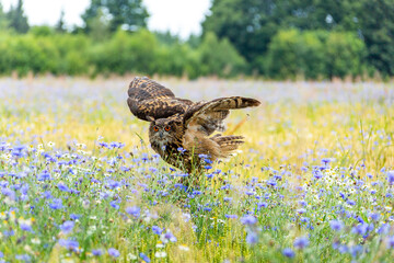 Uhu mit gespreizten Flügeln im Kornfeld mit blauen Kornblumen