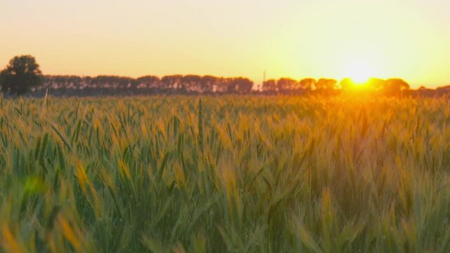 Green wheat field at sunset, golden sunlight on the wheat field, static shot