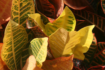 Closeup of the "fire croton", "garden croton", or "variegated croton" plant colorful leaves © Aleq Aleq/Wirestock