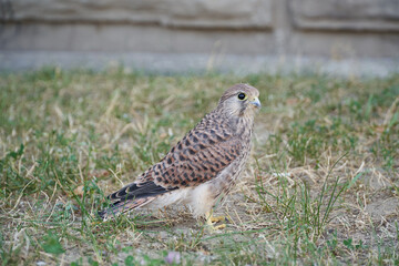 Young hawk on the grass in a residential area