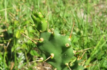 Cactus growing in the forest in North Florida, closeup