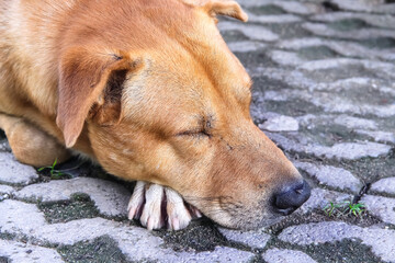 Dog brown color sleeping on old floor , single animal background