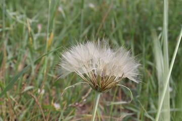 
dandelion flower seeds, close-up.