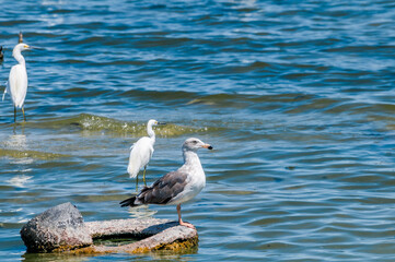 Immature Yellow-footed Gull (Larus livens) on Salton Sea, Imperial Valley, California, USA