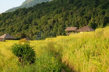 Fototapeta na wymiar Beautiful rice fields in Pa Pong Pieng, Chiang Mai,Thailand.