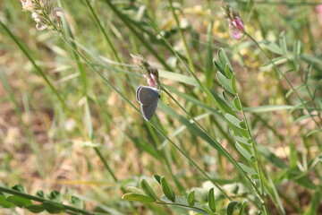 
seeding time has come and spike tall grasses and purple wildflowers together, with a green, natural berry background, butterfly