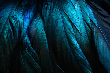 Stylish dark feather texture background 