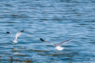Yellow-footed (Larus livens) and Ring-billed (Larus delawarensis) Gulls on Salton Sea, Imperial Valley, California, USA