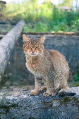 Naklejka na ściany i meble A stray wildcat thuggish appearance. European wild cat.