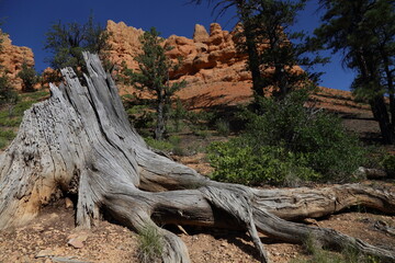 tree in canyon