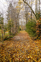 Herbstwald Sonnenschein Blätter Nebel