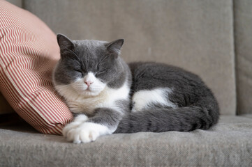 Fototapeta na wymiar British Shorthair lying on the sofa