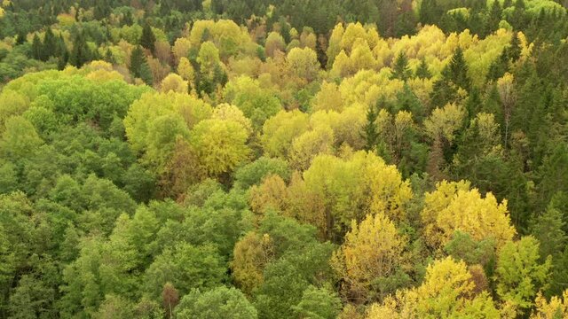 Oak and maple forest in autumn in aerial drone shot. Flight over tree tops