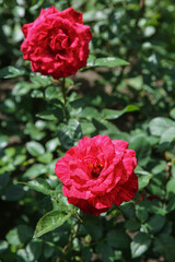 Red roses in the garden, rose variety Red intuition.
