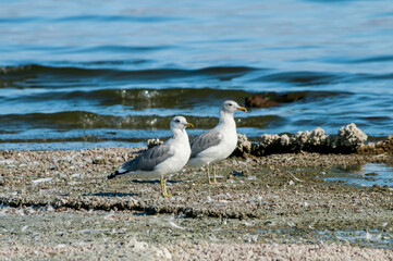 California Gull (Larus californicus) in Malibu Lagoon, California, USA