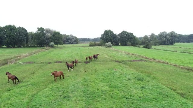 Pferdeherde mit ihren Fohlen auf einer Wiese