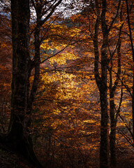 Ambiance automnale forêt Pyrénées feuillage orange