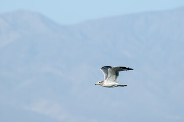 California Gull (Larus californicus) in Malibu Lagoon, California, USA