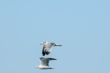 California Gull (Larus californicus) in Malibu Lagoon, California, USA