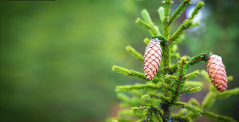 Pinecone on a spruce close-up on a natural green background. Christmas tree, evergreen coniferous, pine cones with resin. New Year. Christmas market. Space for text.