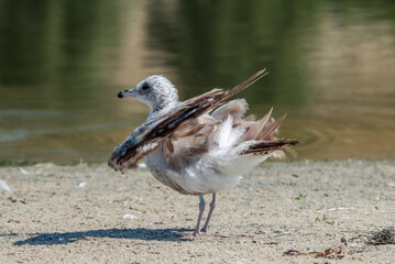 Molting immature California Gull (Larus californicus) in Malibu Lagoon, California, USA