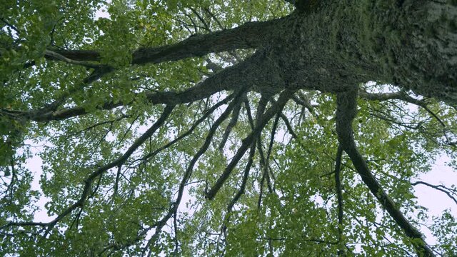 Small leaved lime tilia cordata view from bottom upwards