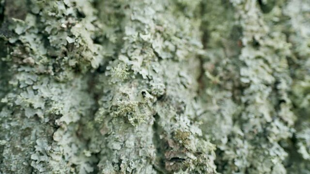 Parmelia sulcata lichen on small leaved lime tree bark