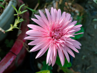 pink dahlia flower