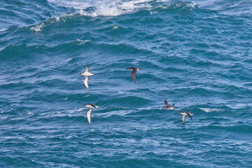 Obraz premium Manx Shearwaters (Puffinus puffinus) in flight over a rough sea off Pendeen, Cornwall, England, UK.
