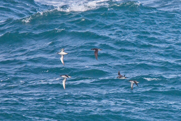 Manx Shearwaters (Puffinus puffinus) in flight over a rough sea off Pendeen, Cornwall, England, UK.