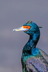 Red-faced Cormorant (Phalacrocorax urile) at St. George Island, Alaska, USA