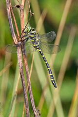 Golden-ringed Dragonfly (Cordulegaster boltonii), male perched, Cornwall, England, UK.