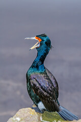 Red-faced Cormorant (Phalacrocorax urile) at St. George Island, Alaska, USA