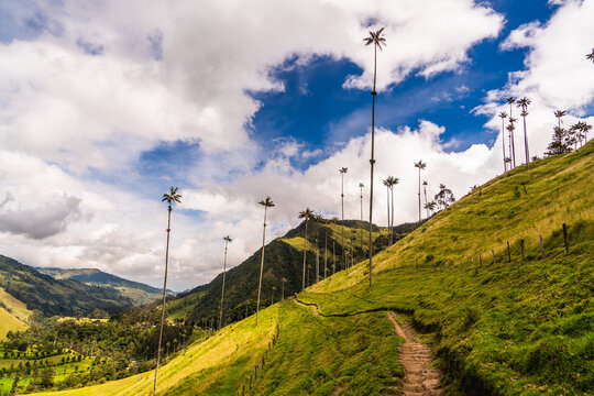 Cocora valley in salento colombia andes mountains wax palm