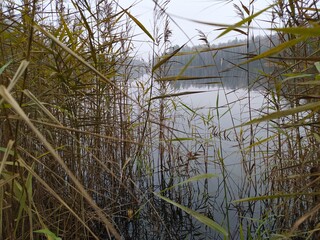 reeds in the water