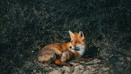 Fototapeta premium Red Fox laying in the bushes