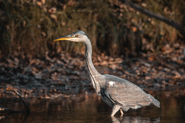 Common Grey Heron Hunting