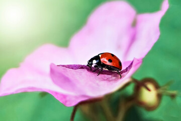Red ladybug on a pink raspberry flower