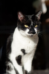 じっと見る猫　黒白猫