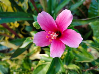 pink flowers at my garden