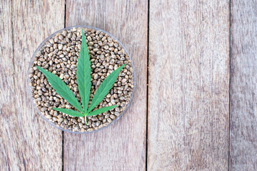 Cannabis seeds and hemp leaves extracted from cannabis, alternative medicine concept, natural herbs used in the treatment of diseases. Biological and ecological cannabis