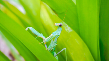 mantis in the grass