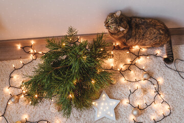 Brown cat play near the Christmas tree.