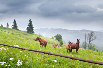 Naklejka premium Horses and foals grasing on a mountain pasture with a wooden fence, mountains in the fog. Ukraine, Carpathians.