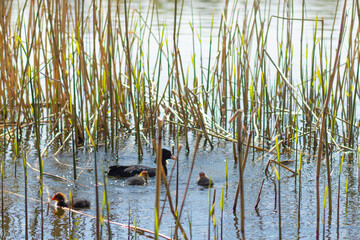 ducks in the thicket