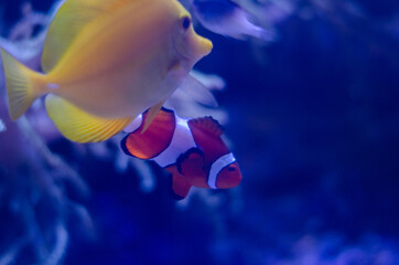 Fototapeta na wymiar cute clown fish swims among the anemones underwater in blue light
