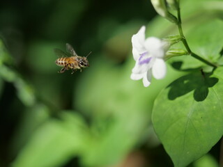 Honey Bee seeking nectar on white Chinese violet or coromandel or creeping foxglove ( Asystasia gangetica ) blossom in field with natural green background, Thailand