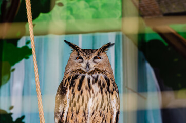 a beautiful portrait of an owl that slyly squints at the zoo