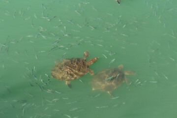 sea turtles and fish