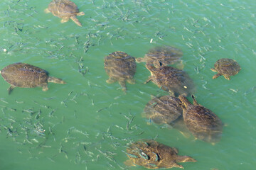 sea turtles and fish